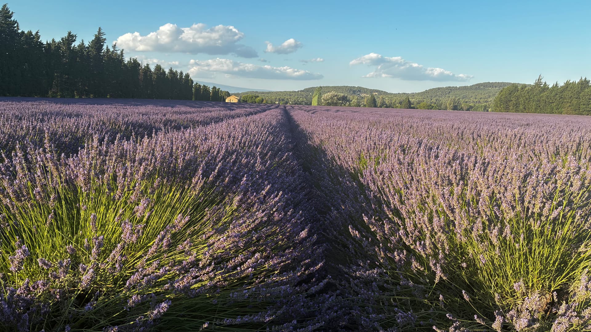 Rows of lavender in full bloom across the fields of Provence, France at golden hour